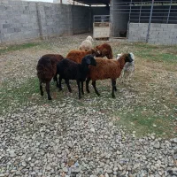 توقلی سالم|حیوانات مزرعه|آق قلا, |دیوار