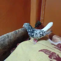 کوهی نر|پرنده|کارون, |دیوار