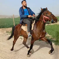 اسب‌اصیل‌یورقه‌۲ساله‌‌‌‌‌پسرتوفان‌قهرمان‌‌
