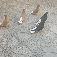 کبوتر ۳عددنر ۲تا ماده|پرنده|ایوان, |دیوار