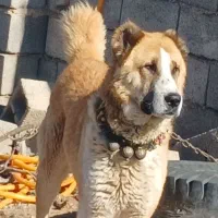 سگ گله بشرط همه چی