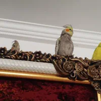 فروش عروس هلندی ویک ماده مرغ عشق زرد|پرنده|مهاباد (آذربایجان غربی), |دیوار