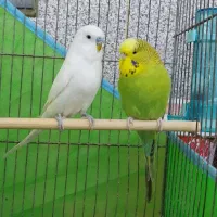 مرغ عشق انگلیسی|پرنده|سوسنگرد, |دیوار