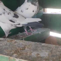 سه عدد حیوون درجه یک|پرنده|بندرعباس, |دیوار