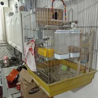 عروس هلند مولدبا قفس|پرنده|قرچک, داوود آباد|دیوار