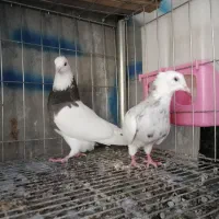 کبوتر طوقی نسل عالی|پرنده|ایوان, |دیوار