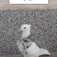 کبوتر طوقی سرور