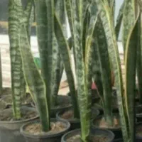 سنگ عتیقه|کلکسیون اشیاء عتیقه|بروجرد, |دیوار