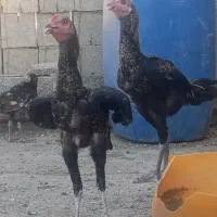 خروس