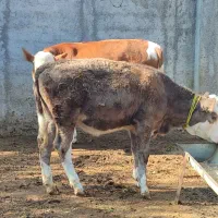 گاو و گوساله سمینتال سه راس مخصوص کشتار و داشتی|حیوانات مزرعه|قائم‌شهر, |دیوار