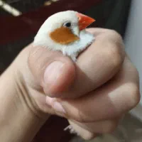 فنچ و عروس|پرنده|محلات, |دیوار