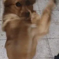 سگ های نژاد دار|سگ|مشهد, درابد امام|دیوار