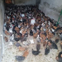 جوجه مرغ سه ماهه
