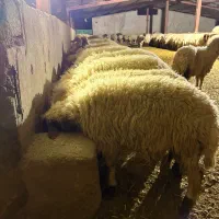 بره|حیوانات مزرعه|چوار, |دیوار