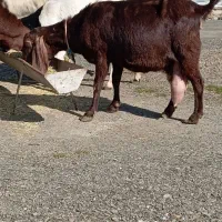 بز پاکستانی اصل