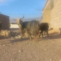 نر بز یا ساورین درجه یک