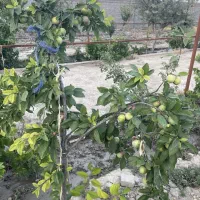 فروش زمین ۱۰۰۰ متری در توس فردوسی|فروش زمین و ملک کلنگی|مشهد, توس فردوسی|دیوار