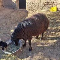 باسلام فروش قوچ فربه و جوان ۲ ساله