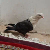 باغ.شیخ.نادری|پرنده|اهواز, نادری|دیوار
