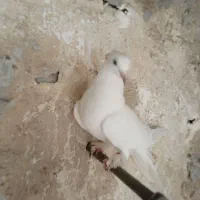 سفید پاپر ماده یه پاچه نتخون سیاه پرشی