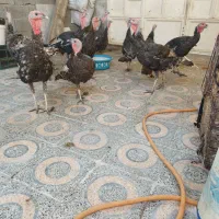 فروش بوقلمون|حیوانات مزرعه|بندر ماهشهر, |دیوار