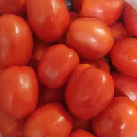 گوجه فرنگی|خوردنی و آشامیدنی|موچش, |دیوار