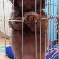 سگ مینیاتوری