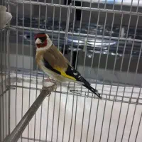 سهره بخون