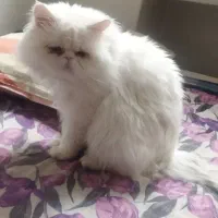 واگذاری گربه پرشین