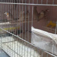 فروش انواع فنج دیوار صورتی|پرنده|ماهدشت, |دیوار