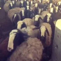 فــروش گوسفند دوقلو زا و چنـد قلوزا و بره|حراج|یزد, |دیوار