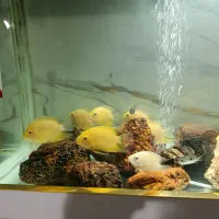 ماهی سورم|ماهی|صدرا-فارس, فاز ۲|دیوار