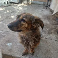 سگ کلاسیک|سگ|فولادشهر, مسکن مهر فولادشهر|دیوار