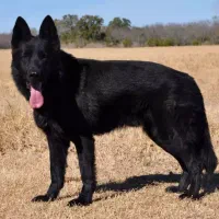 سگ ژرمن بلک ماده