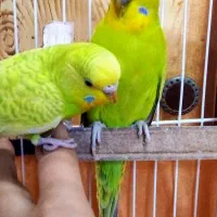 مرغ عشق|پرنده|مرودشت, مسجد رسول‎|دیوار