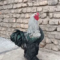 خروس برهما و مرغ تخمگذار|حیوانات مزرعه|محلات, |دیوار