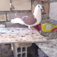 کبوتر