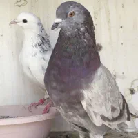 کبوتر هما
