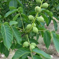 نهال گردو با کیفیت صادراتی با ارسال رایگان