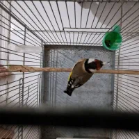 سره قرص بخون جفتی