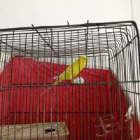 پرنده های خوش صدا|پرنده|شیراز, شهرک جماران|دیوار