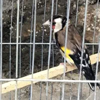 سهره ماده مست