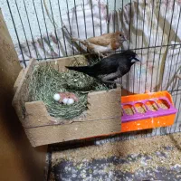 چهار جفت فنچ بنگال باجوجه وبدون جوجه