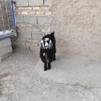 کهره بز چاق