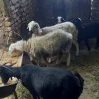 بز و میش