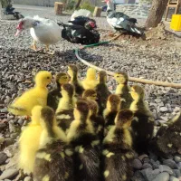 جوجه اردک اسراییلی|حیوانات مزرعه|رشت, توشیبا|دیوار