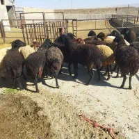 ۲۰ راس  میش ابستن همه شیشک