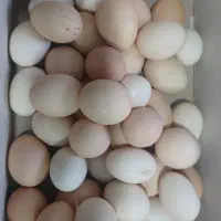 تخم مرغ محلی