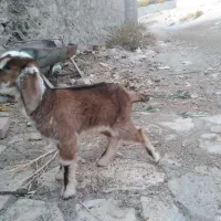 یک عدد کره نر