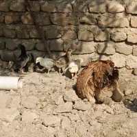 جوجه مرغ محلی|حیوانات مزرعه|مینودشت, |دیوار